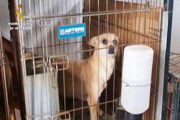 Detienen a un hombre que tenía 55 perros hacinados