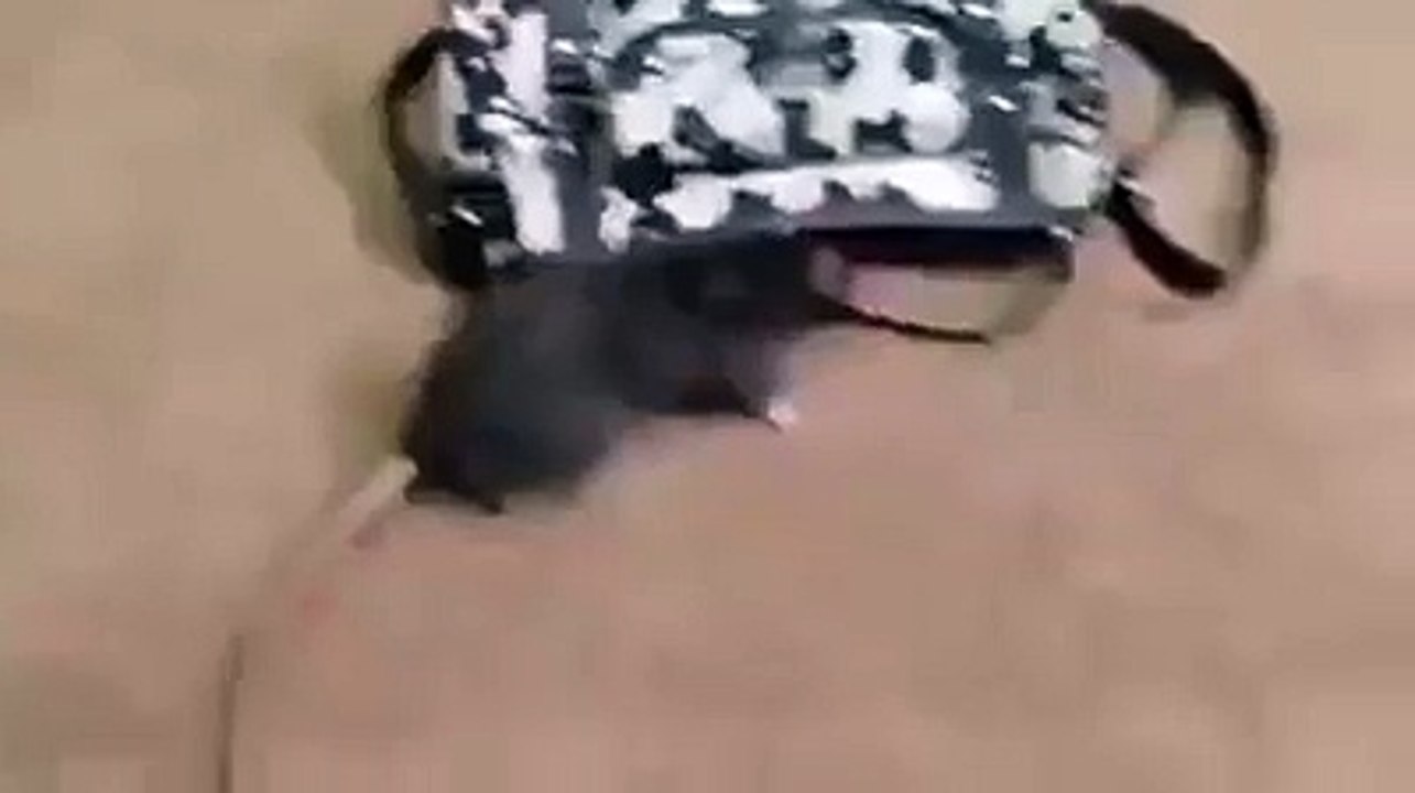 Mouse Stealing Money from the parse