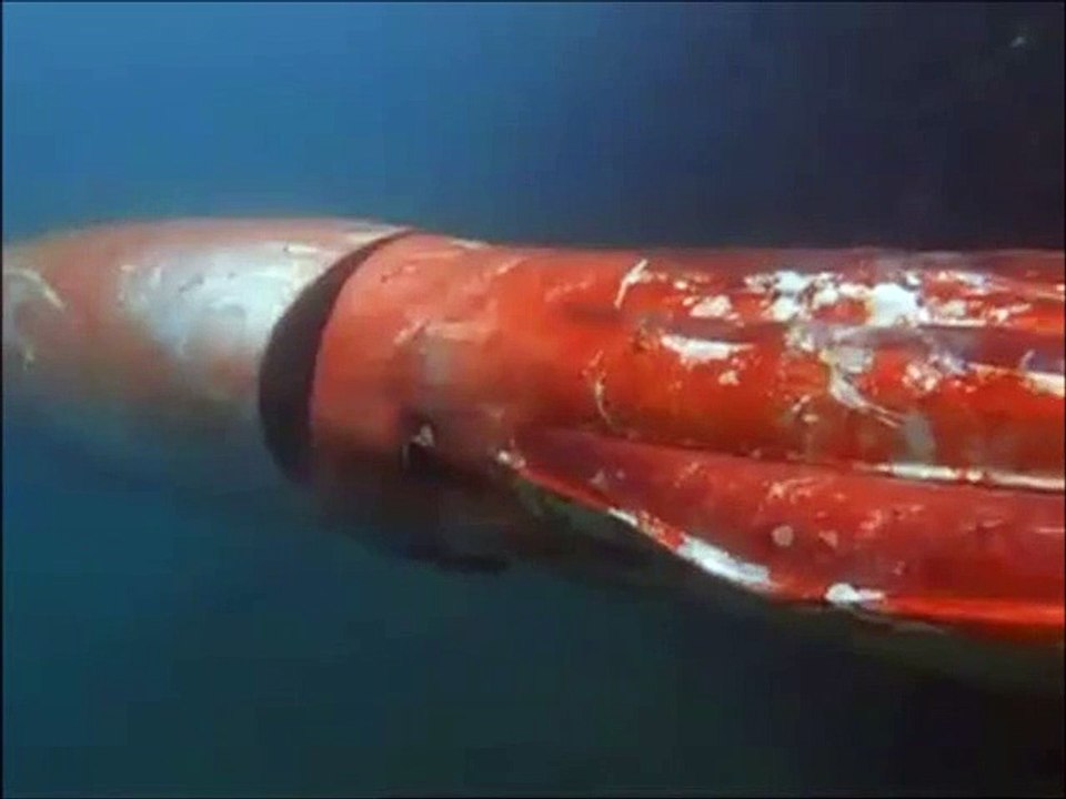 Giant squid surfaces in Japanese harbor