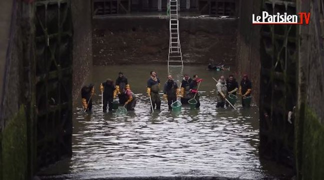 Canal Saint Martin : cinq tonnes de poissons à sauvegarder