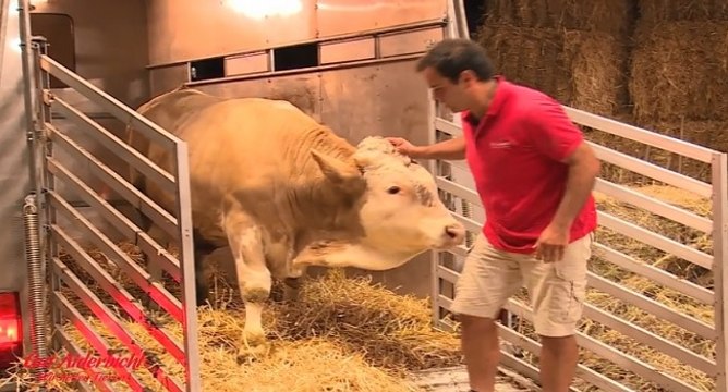 Un taureau saute de joie après avoir été libéré d'une étable où il était enchaîné
