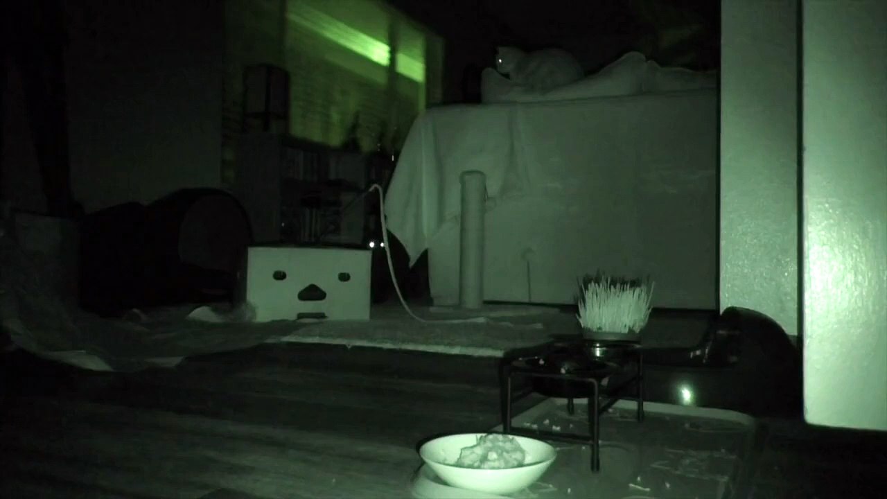 cats in night view