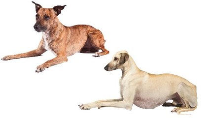 American Kennel Club adds two new breeds to roster