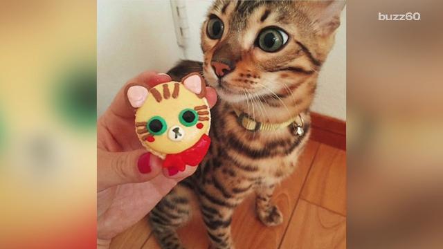 Cat cafe closes doors due to "catlessness"