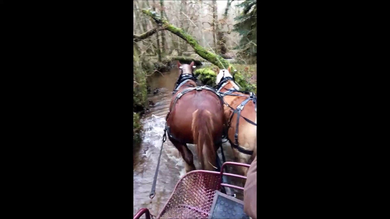 Douce au débourrage 3e fois à l'attelage.....