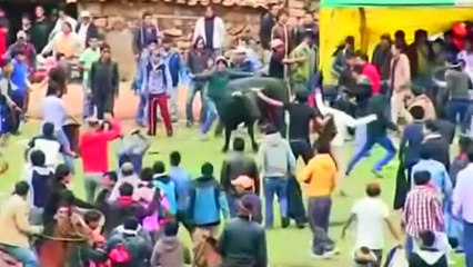Bulls attack crowds at Peru bull running festival