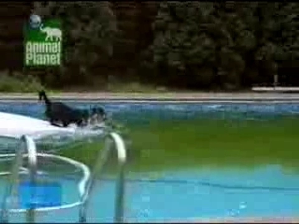 chien intelligent