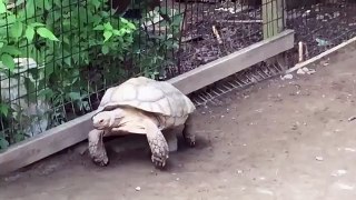 Turtle Rescues His Stranded Friend