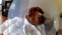 Cute injured dog drinking water
