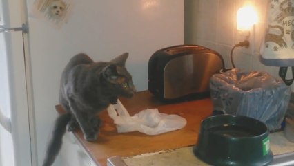 Scaredy Cat Surprised by a Toaster