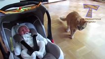 Cute Cats and dogs meeting babies for the first time