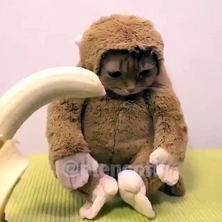 Hahaha so funny...monkey or cat??-Prank,Comedy,Entertainment,Fun