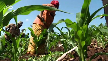 Ruanda y el cambio climático: amenaza para la producción de alimentos | Global 3000