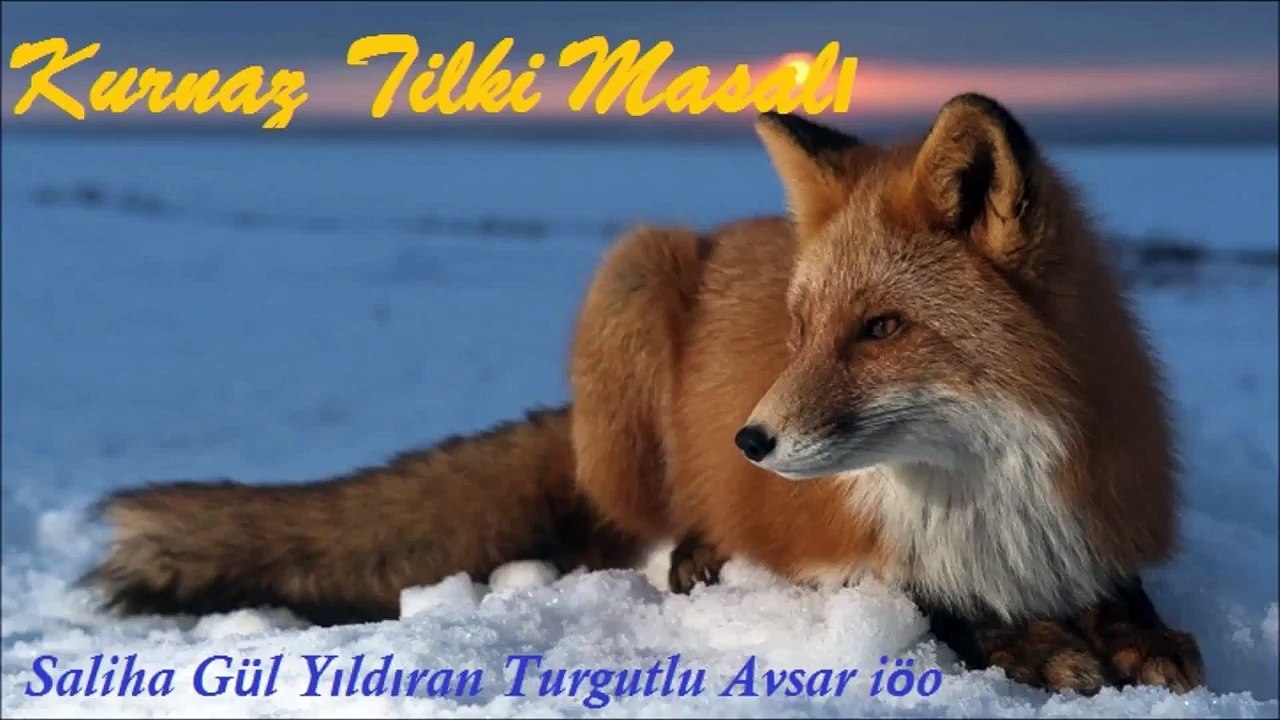 Kurnaz Tilki Masali Dinle,Sesli Hikayeler