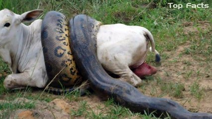 Giant Anaconda Attacks Cow   Real Or Fake Pictures 2016