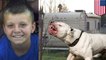 Three pit bulls attack and kill young boy that was left alone with the animals in a trailer home