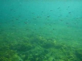 Banc de poissons