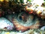 Octopus vulgaris dans son trou
