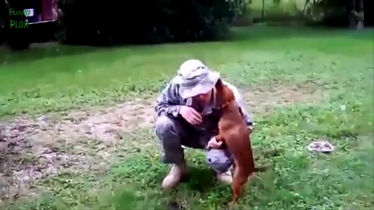 Dogs Welcoming Soldiers Home Compilation 2014 [HD]