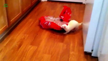 Ferrets Stealing Stuff Compilation 2013 [HD]