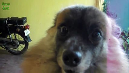 Funny Animals Sitting Like Humans Compilation 2014 [HD]