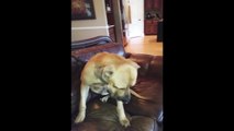 Dog Hides Whole Sandwich in his Mouth