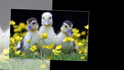 Nhc thiu nhi Ngày tt quê em Nhc cho tr em  Nhc thiu nhi vui , Online free 2016