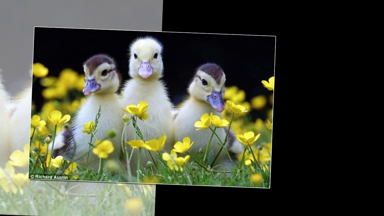 Nhc thiu nhi Ngày tt quê em Nhc cho tr em  Nhc thiu nhi vui , Online free 2016