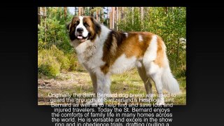 Top 5 beautifull dogs @ intelligent dogs @ aggressive and dangerous dogs , Online free 2016