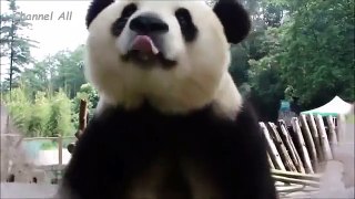 Панды! Смешные и Милые! Funny Panda / Забавная Видео Подборка /