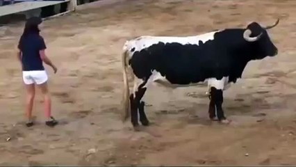 Девушка знает как усмирить быка ))) Chica vs Toro )