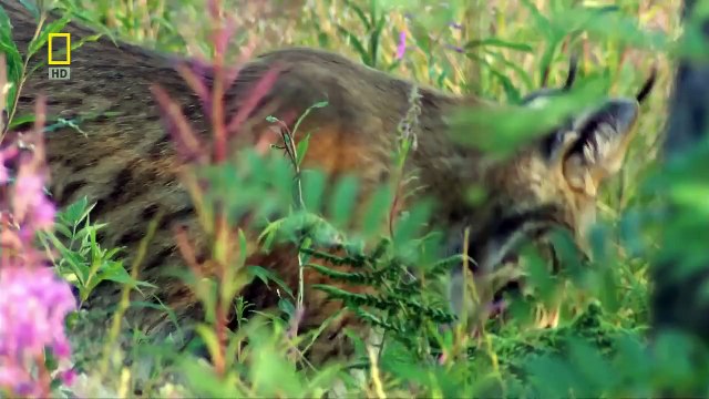 [National Geographic] Wild Russia The Great Divide HD (Nature Documentary)