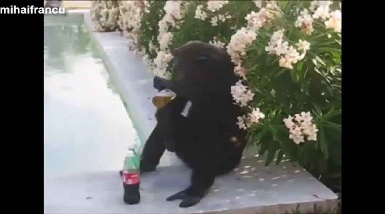 Monkey Smoker