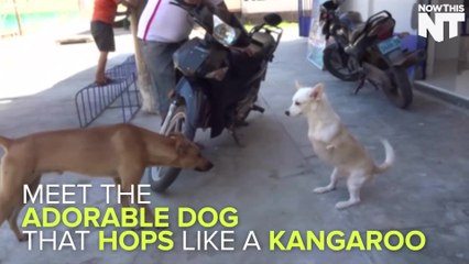 'Kangaroo Dog' Hops Around With Only 2 Legs