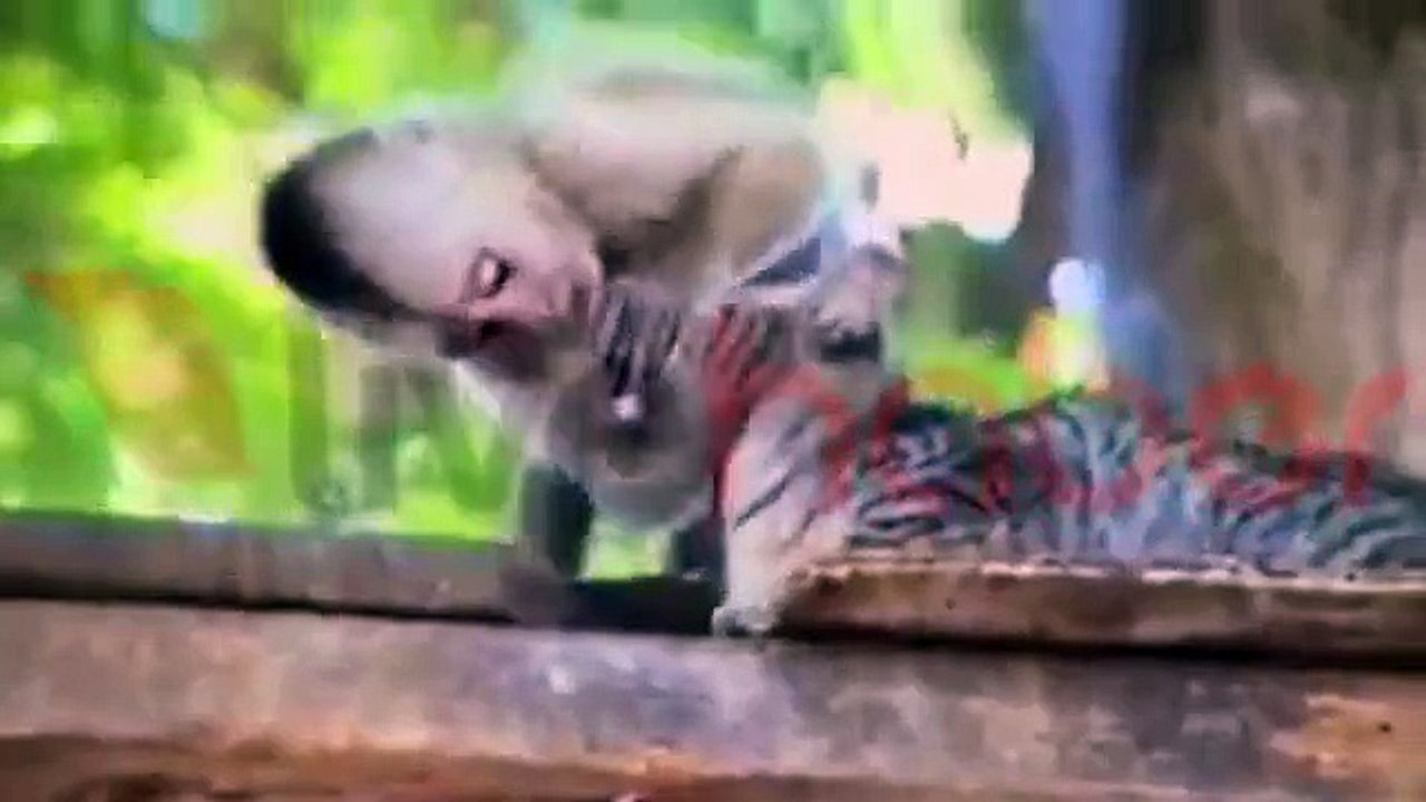 MAYMUNUN KEDİ AŞKI
