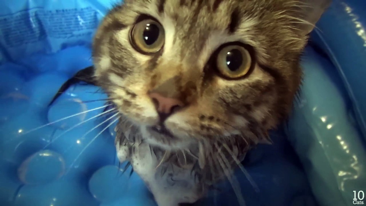 5 Cat's Bath Time