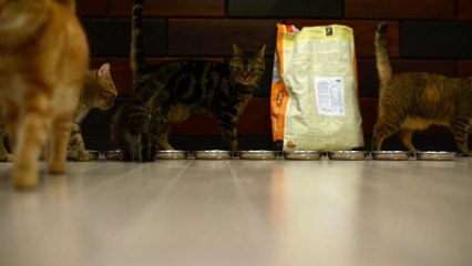 10 Cats Munch Away Cat Food.