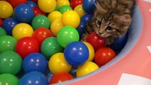 10 Cats playing in a pool of colorful balls