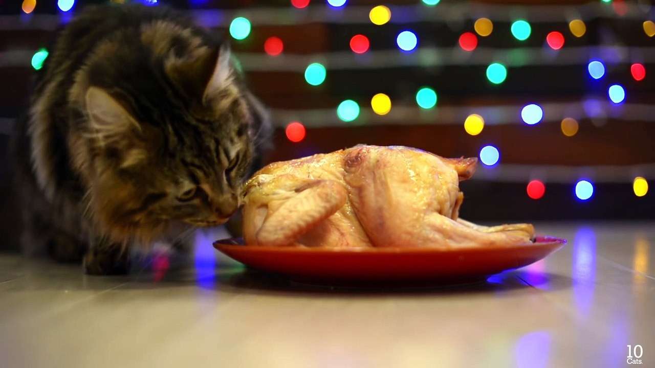 10 Cats. Chicken for Christmas Meal.