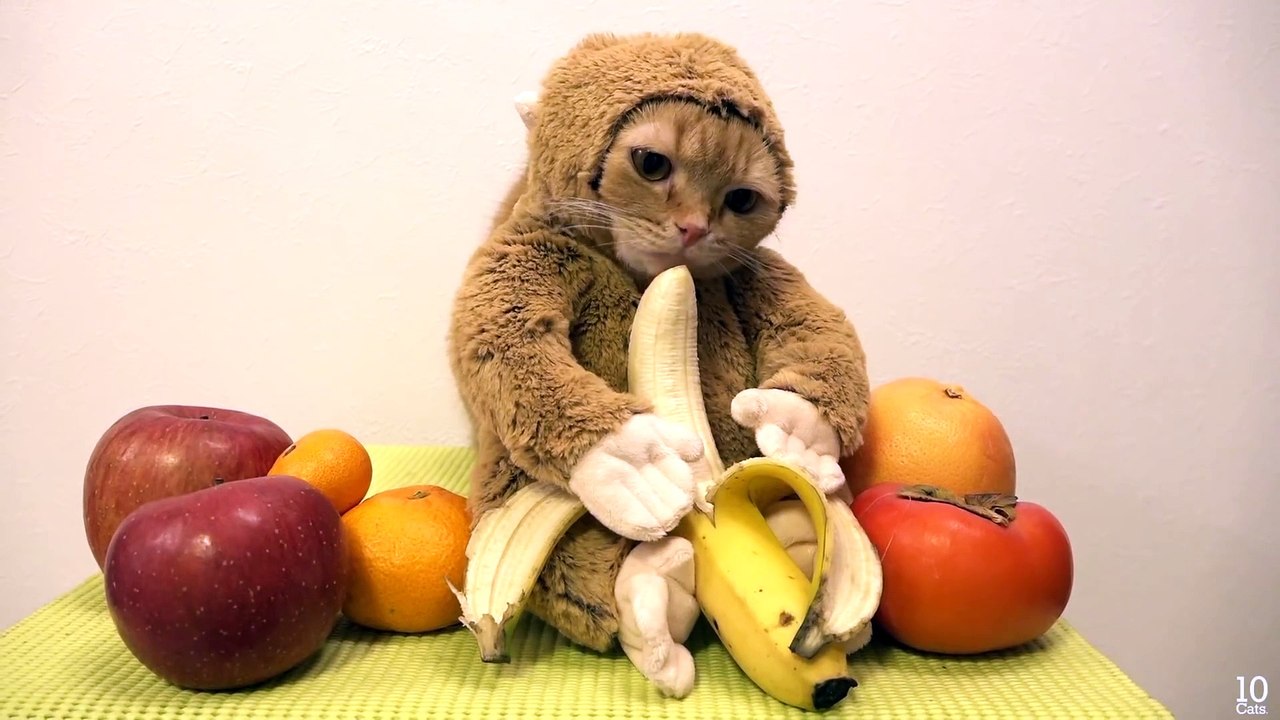 Cat Monkey 2016