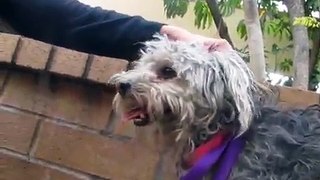 Lacy - saved from euthanasia - Please share this video