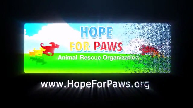 Deux pitbulls maltraités sont laissés seuls dans la même pièce