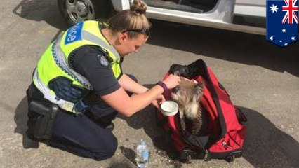 意識不明のコアラ　元気に回復