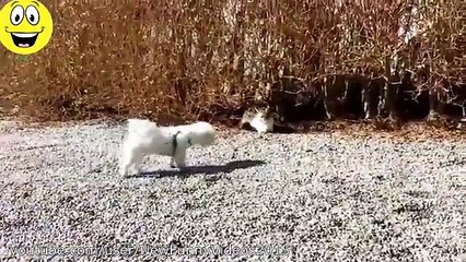 Best Funny Videos - Dogs scared of cats - Funny animal compilation