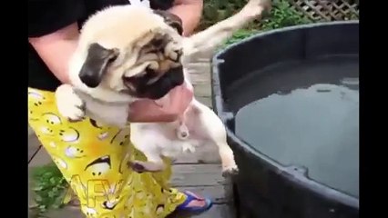 Funny Animal Videos - Over 13 Minutes Of Hilarious And Cute Animal Moments