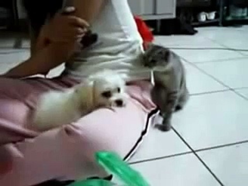 Cat Trolling Dog !