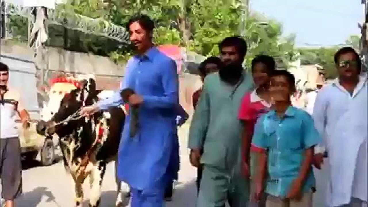 Man ko bull per kabo karte dakhe