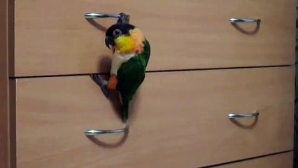 Amazing talented parrot