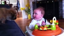 Babies Laughing Hysterically at Dogs Compilation 2015 NEW HD