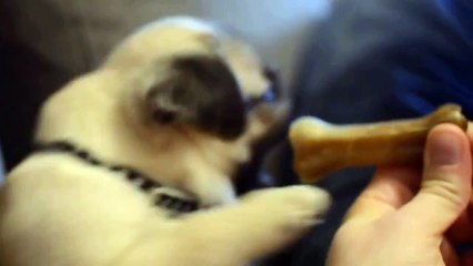 Un chiot carlin excité pour un os, il ne peut pas se contenir!